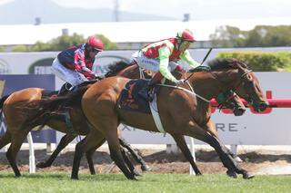 Julius (NZ) claims a hard fought victory in the G3 J Swap Contractors Sprint at Te Rapa on Saturday. Photo: Trish Dunell